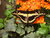 [... 749 views, DSCF1794.JPG...]