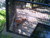 [... 682 views, Tiger Neuwieder Zoo...]