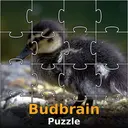 Budbrain's Puzzle