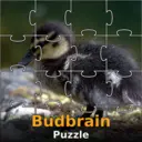 Budbrain&rsquo;s Puzzle